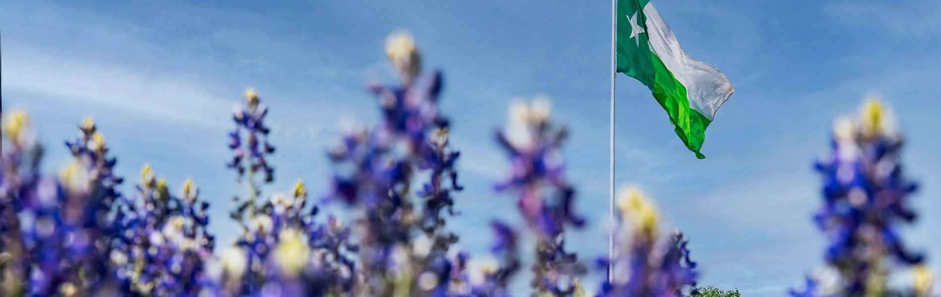 UNT Denton - field of blue bonnet flowers in front of green Texas State flag